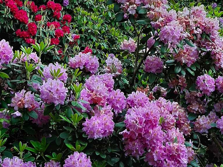 Rhododendronhain im Heidelberger Stadtwald  Wander- & Radrouten | Komoot