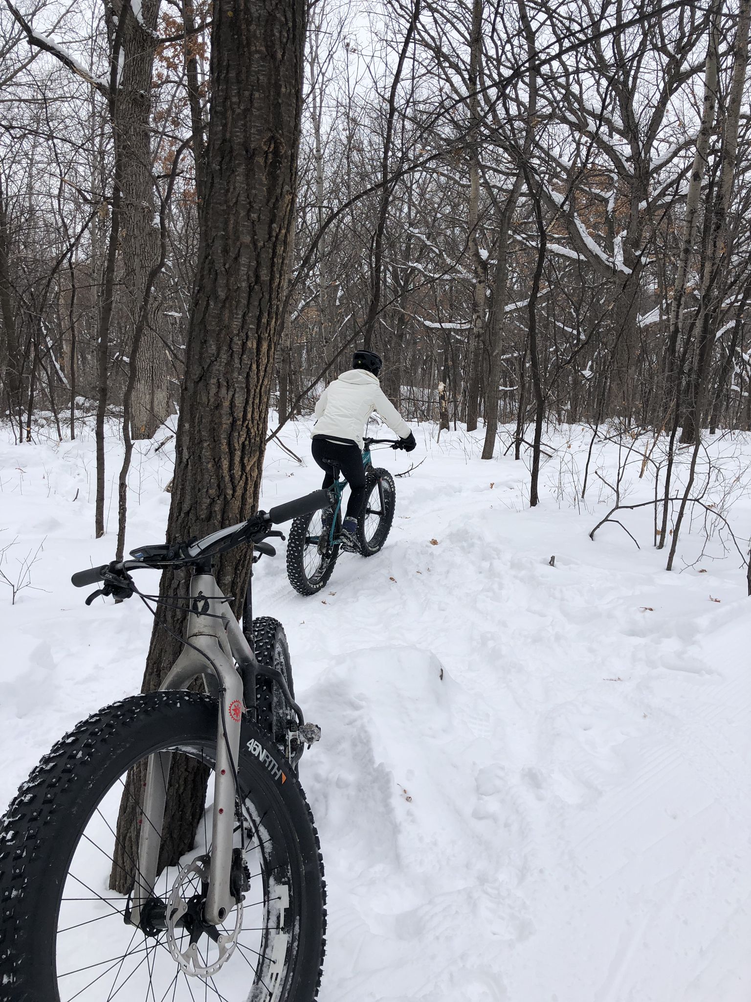Person fat-tire biking on a snowy forest trail under overcast skies. - Theodore Wirth Park Loop
