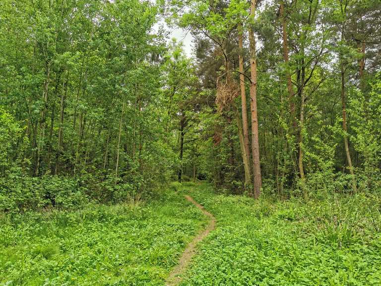 Tiddesley Wood - Routes for Walking and Hiking | Komoot