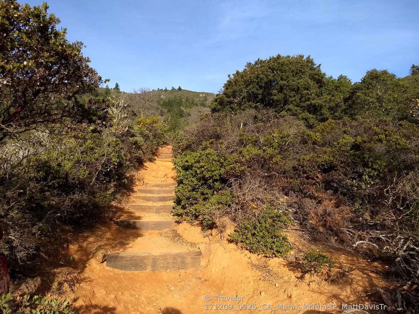 Sunny dirt path with wooden steps winding through dense green foliage.