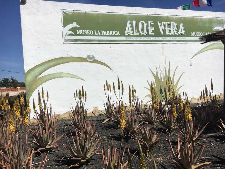 aloe vera whole leaf extract Aloe Vera Whole Leaf Juice main image 1