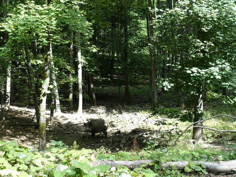 Wildpark Eslarn - Eslarn, Neustadt an der Waldnaab ...