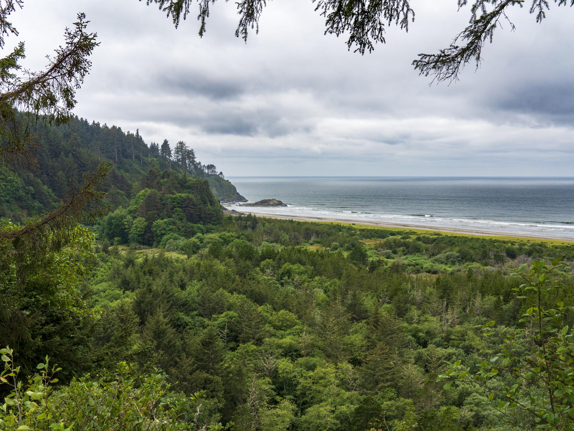 Overcast view of a lush green forest meeting a wide beach and ocean.