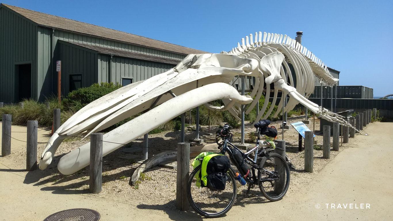 Large whale skeleton display next to a building, with a bicycle parked.