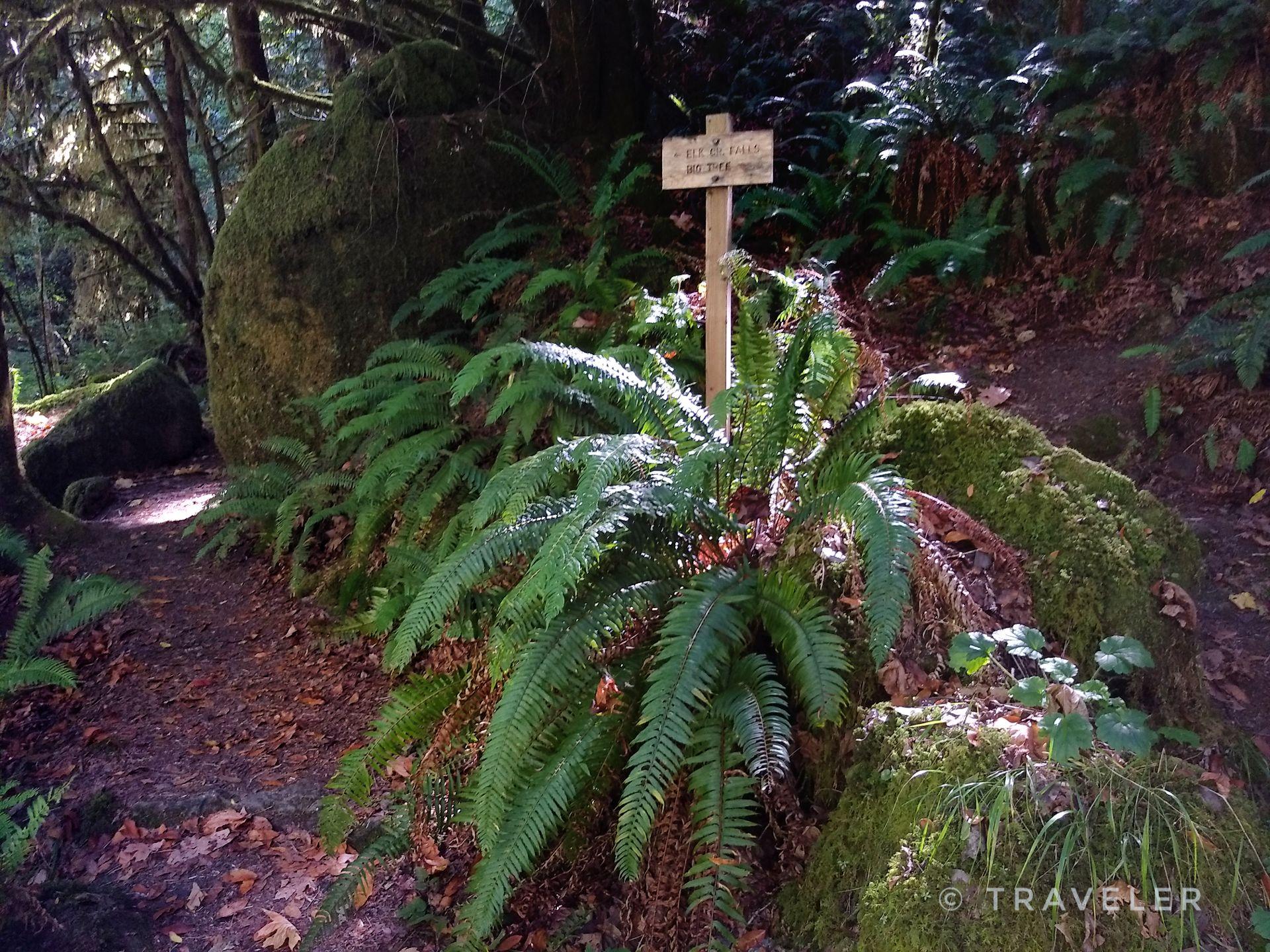 Wooden sign amidst lush ferns and mossy rocks in a shaded, verdant forest.