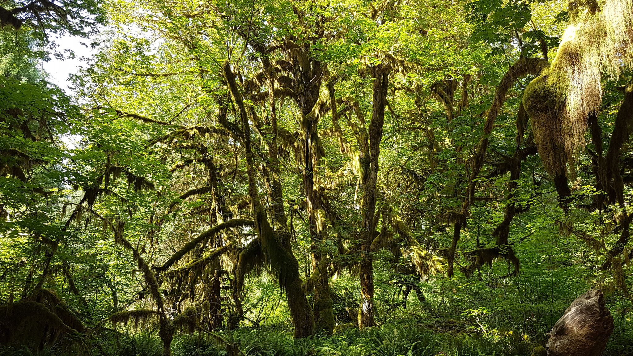 Lush, sunlit forest with many moss-covered trees and green foliage. - Hall of Mosses and Spruce Nature Trail Loop
