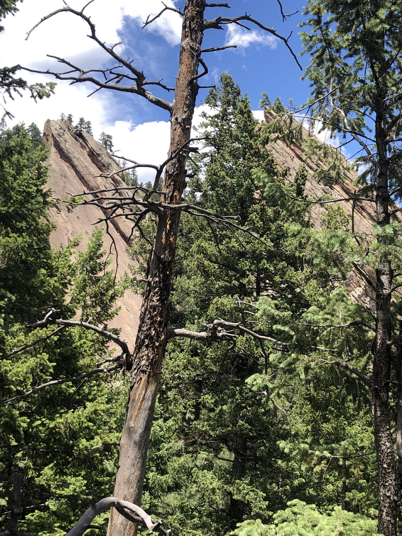 Tall, jagged rock formations rise behind dense green pine trees under a blue sky.