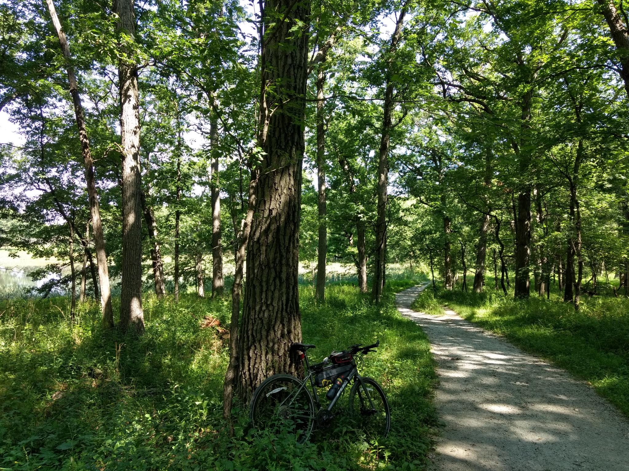 A bicycle parked next to a large tree on a dirt path in a sun-dappled forest.