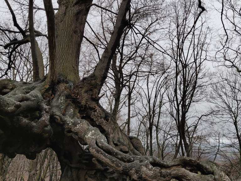 Ruine Lauenburg & 