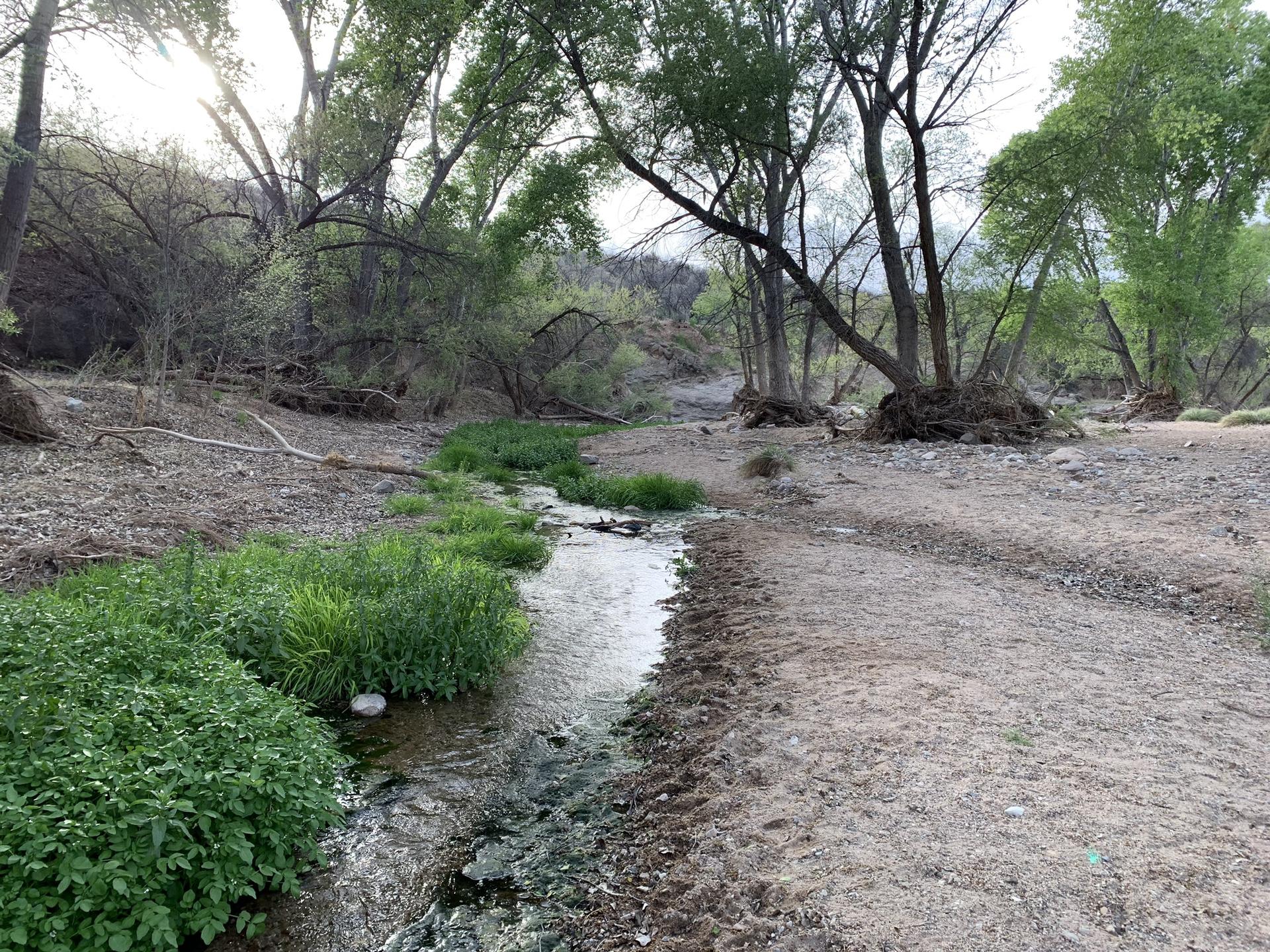 Small stream flowing through a sandy, tree-lined wash with dappled light.