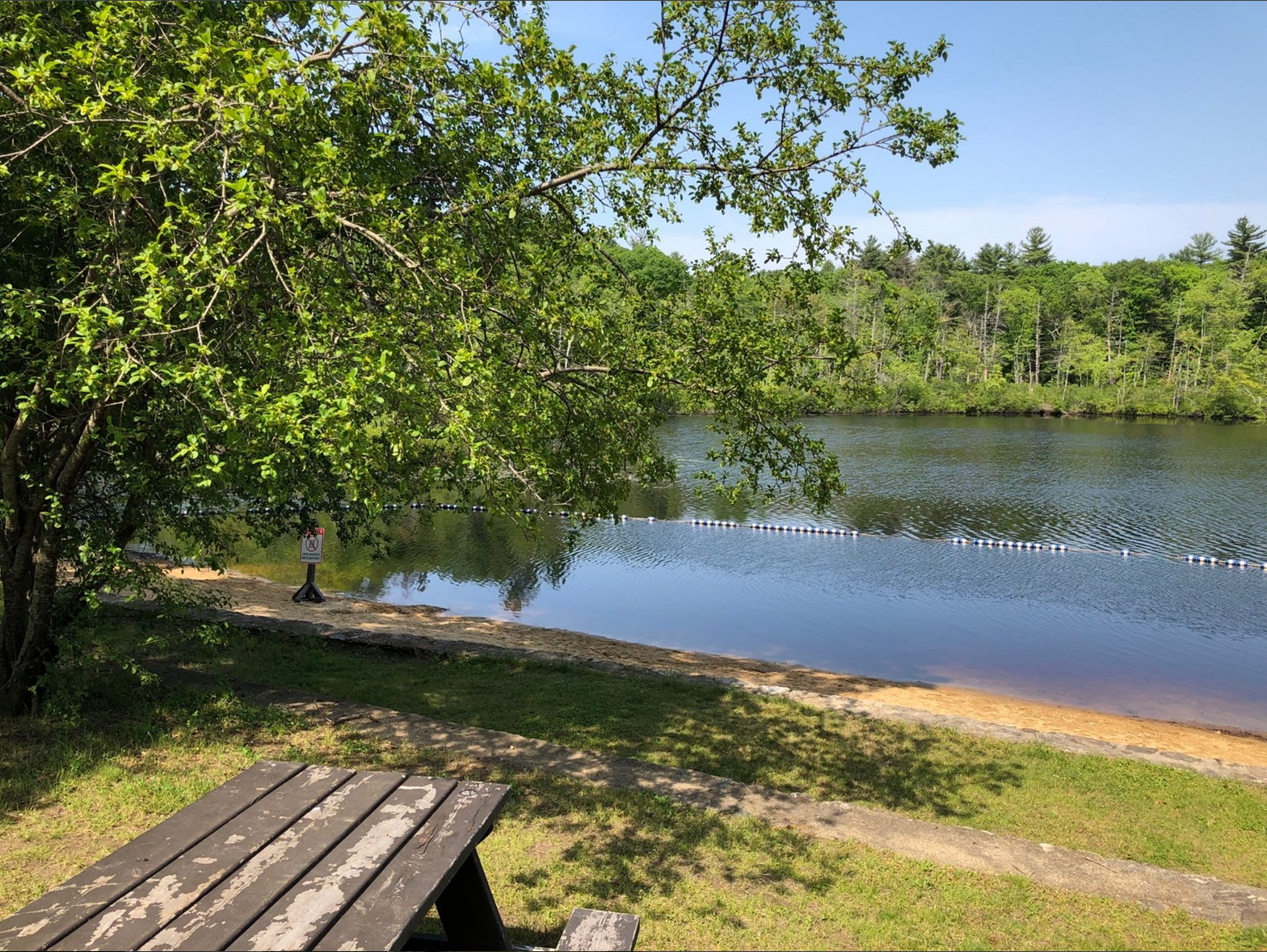 Sunny lake shore with a picnic table, sandy beach, and distant forest.