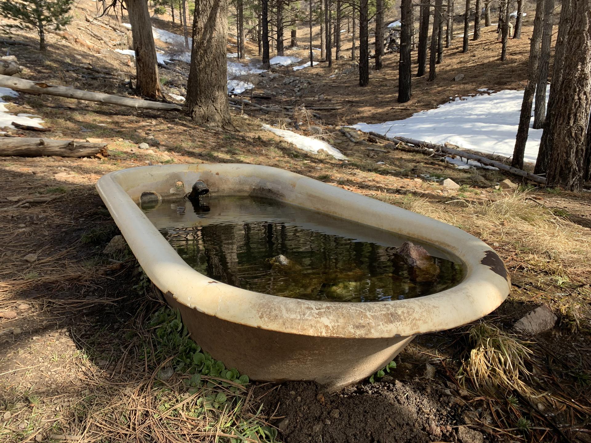 Old bathtub filled with water in a pine forest with patches of snow.