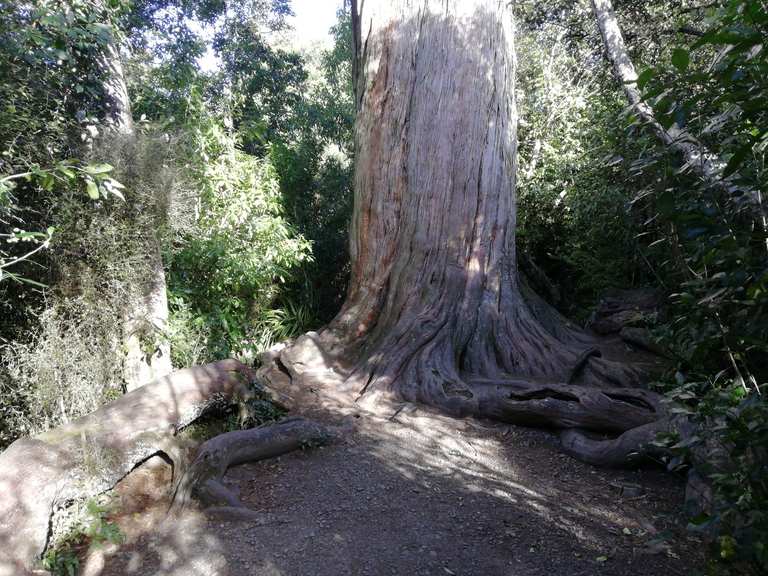 Big Tree, Peel Forest Routes for Walking and Hiking | Komoot