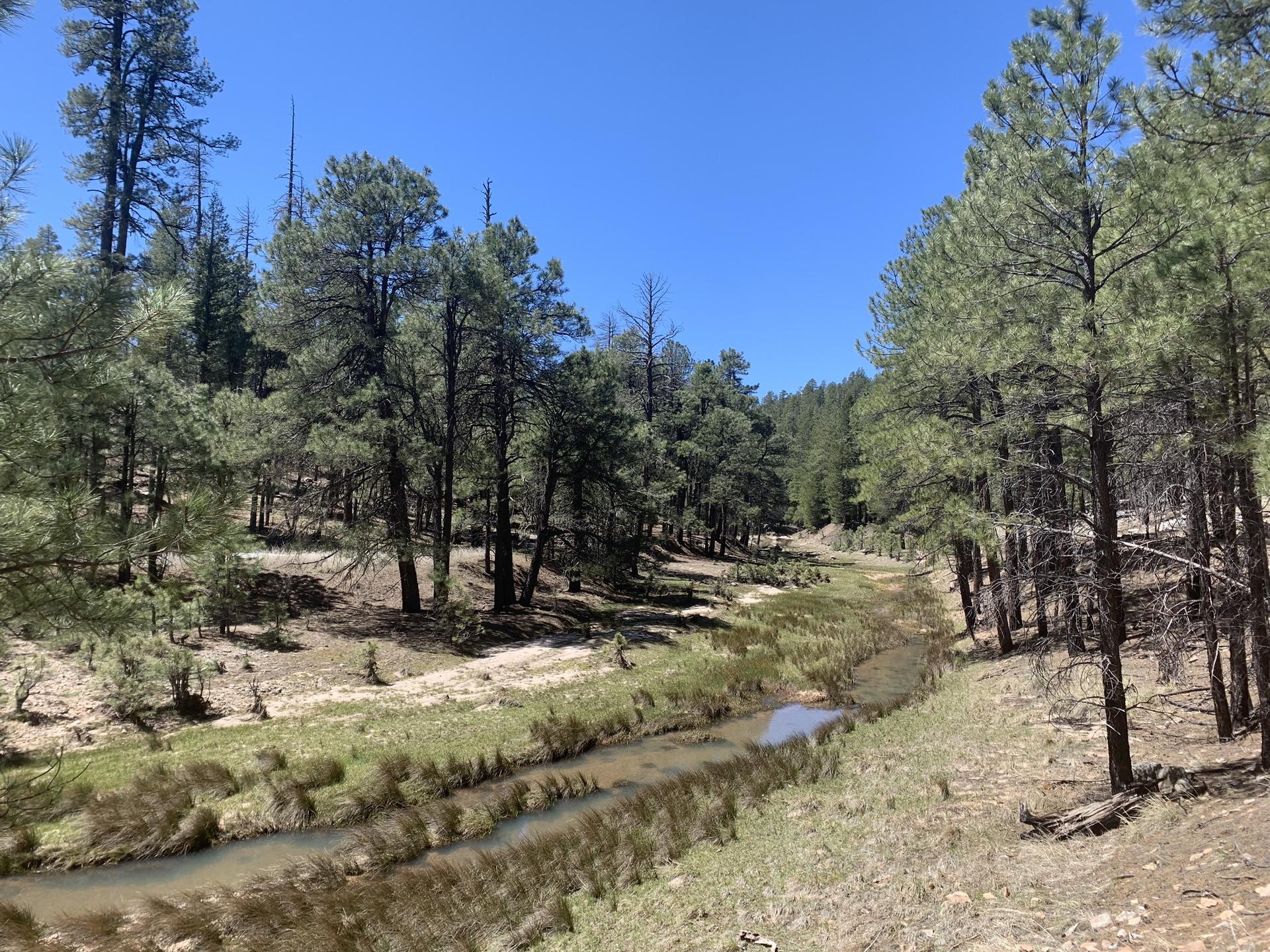 A narrow stream flows through a grassy forest under a clear blue sky.