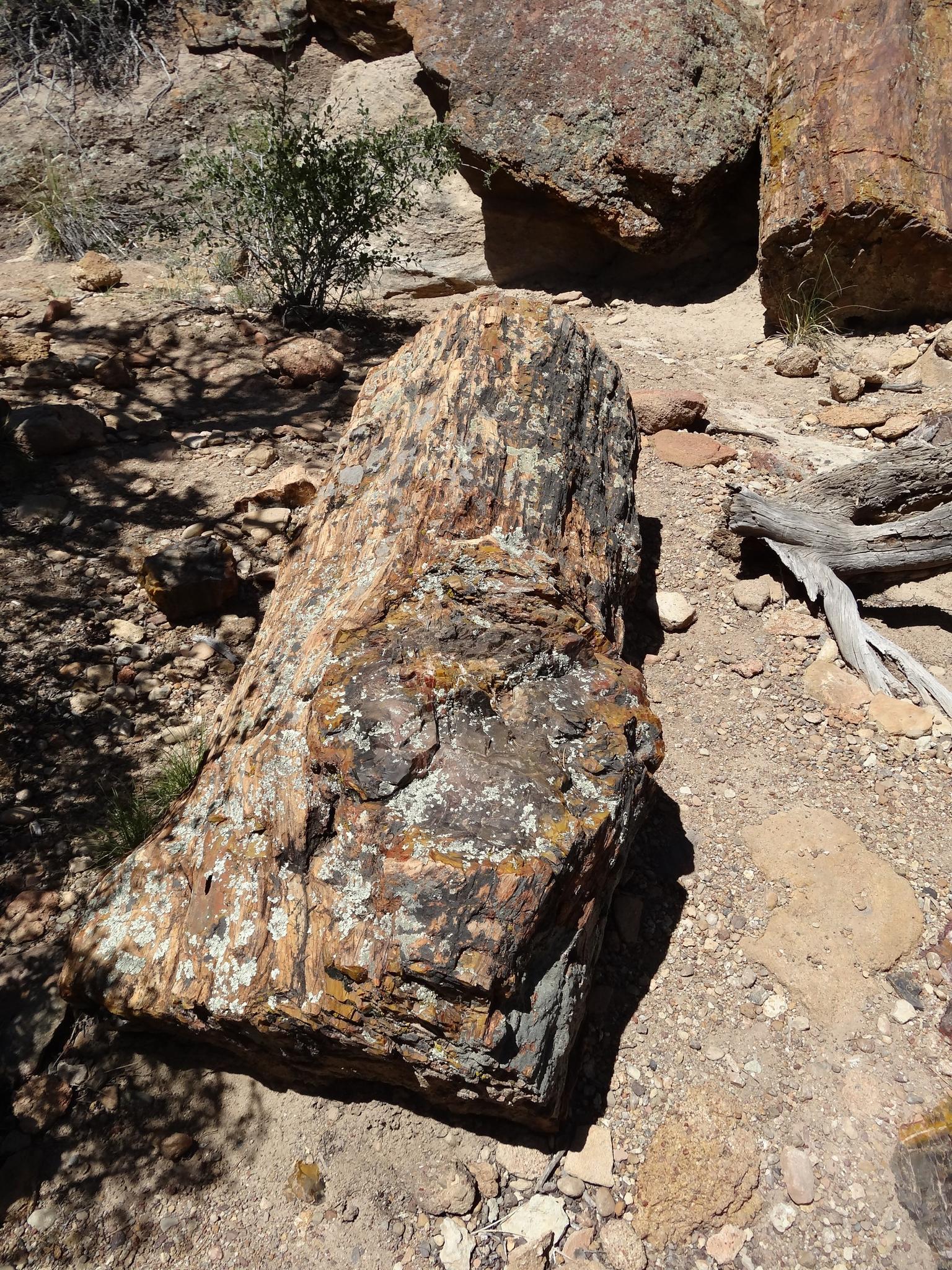 Large petrified wood log lying on dry, rocky ground.