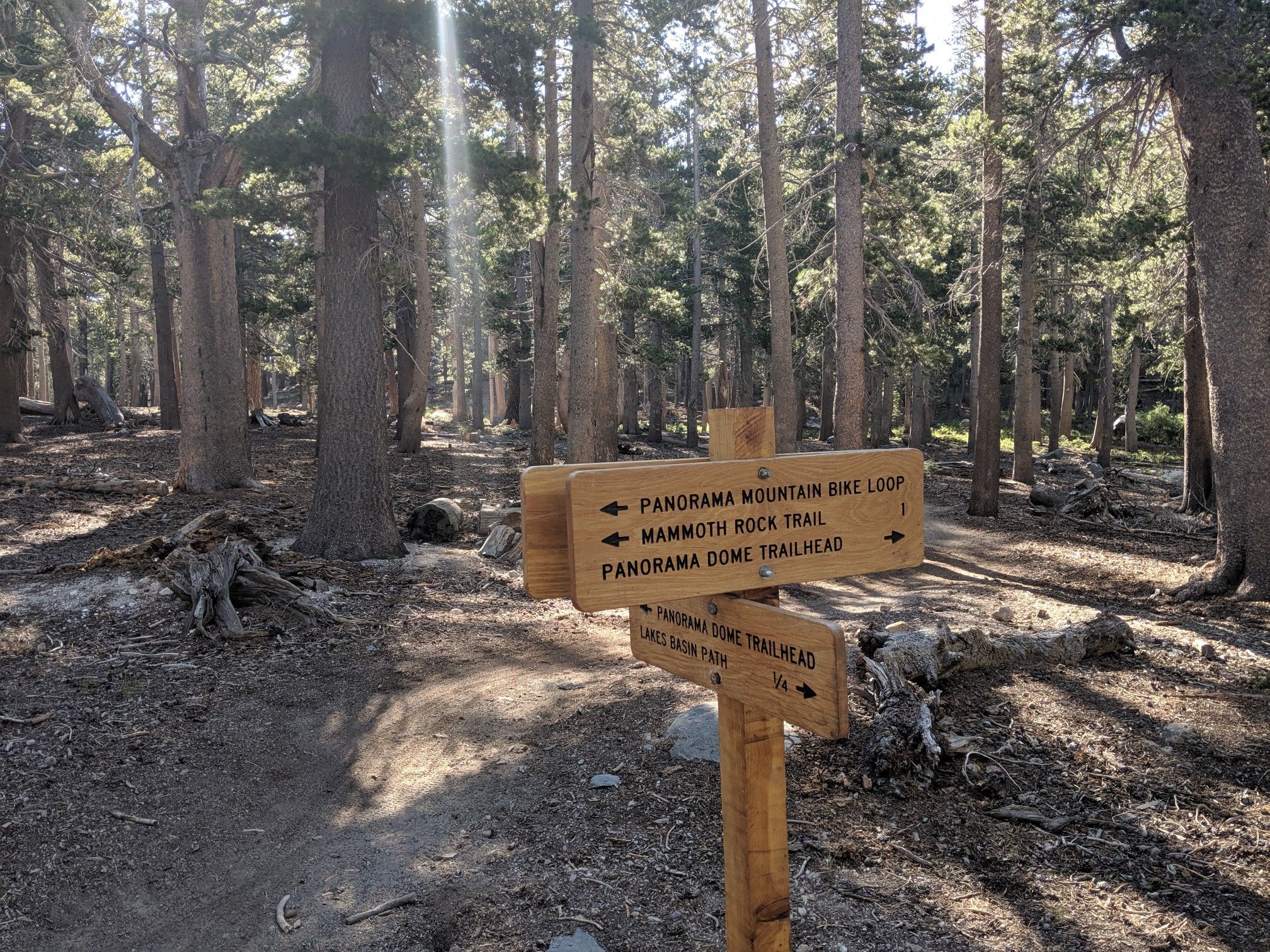 Wooden trail sign in a sun-dappled forest with tall pine trees. - Mammoth Rock Trail and Lakes Basin Loop