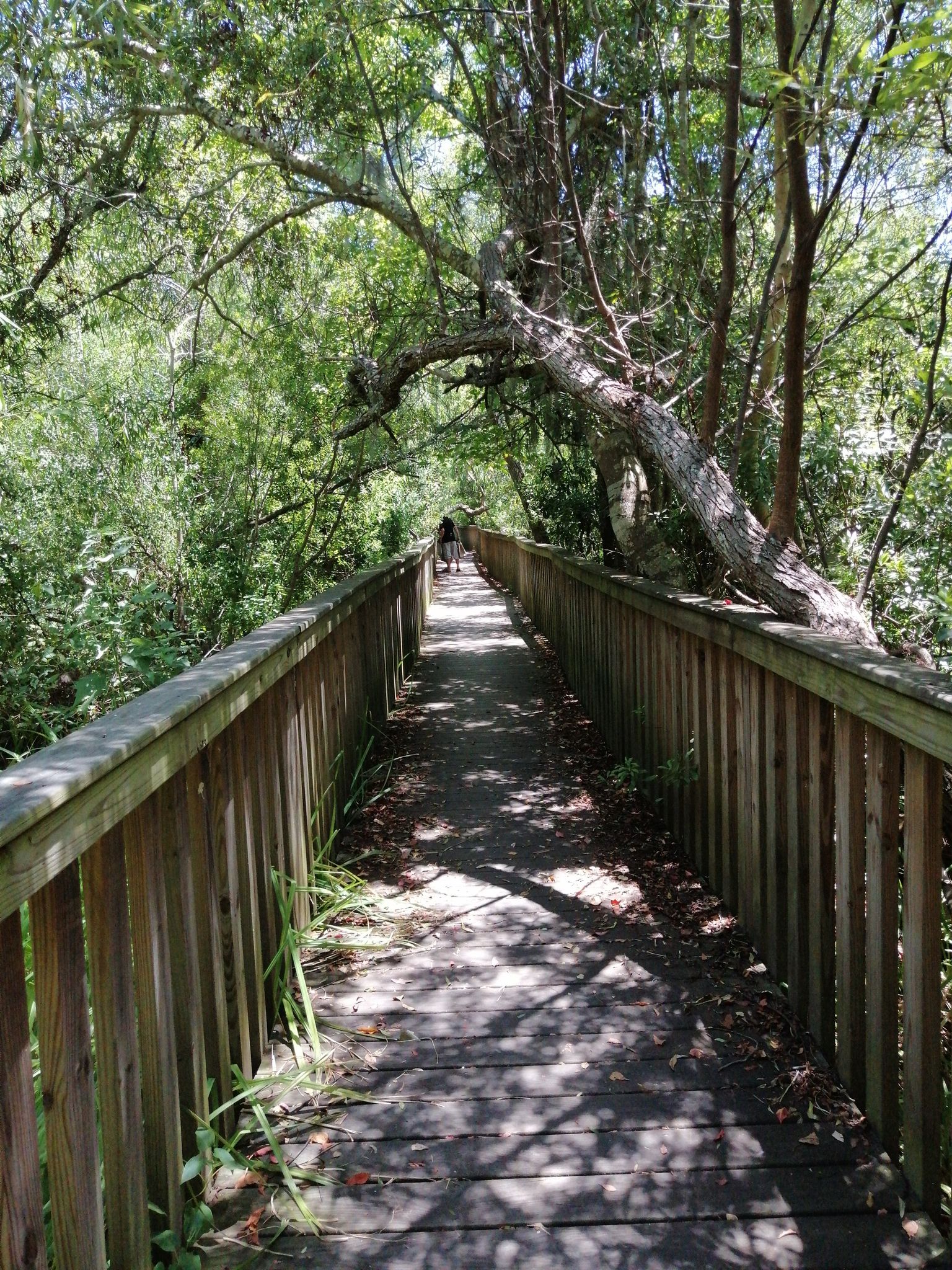 A person walks on a sun-dappled wooden boardwalk through dense green trees. - Sea Pines Forest Preserve