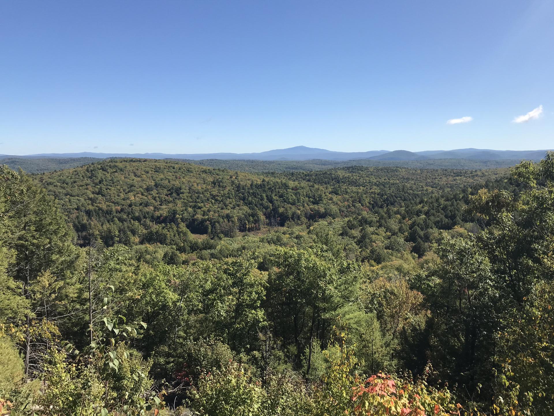 Expansive panoramic view of a dense green forest under a clear blue sky.