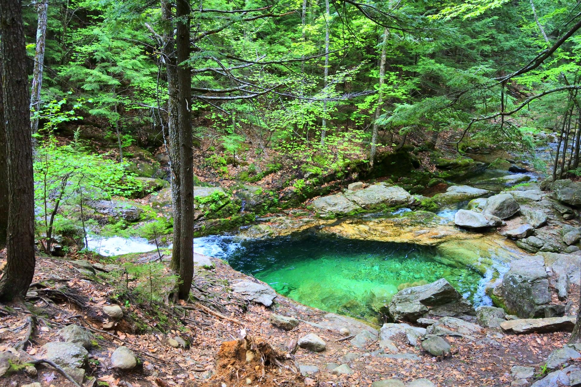 Shaded forest stream with a vibrant green pool and rocky banks.