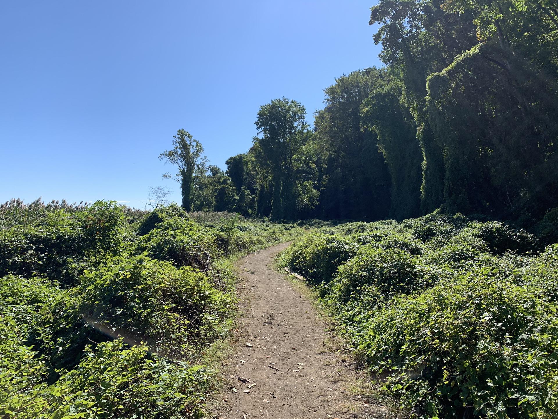 A dirt path winds through lush green bushes under a clear blue sky.