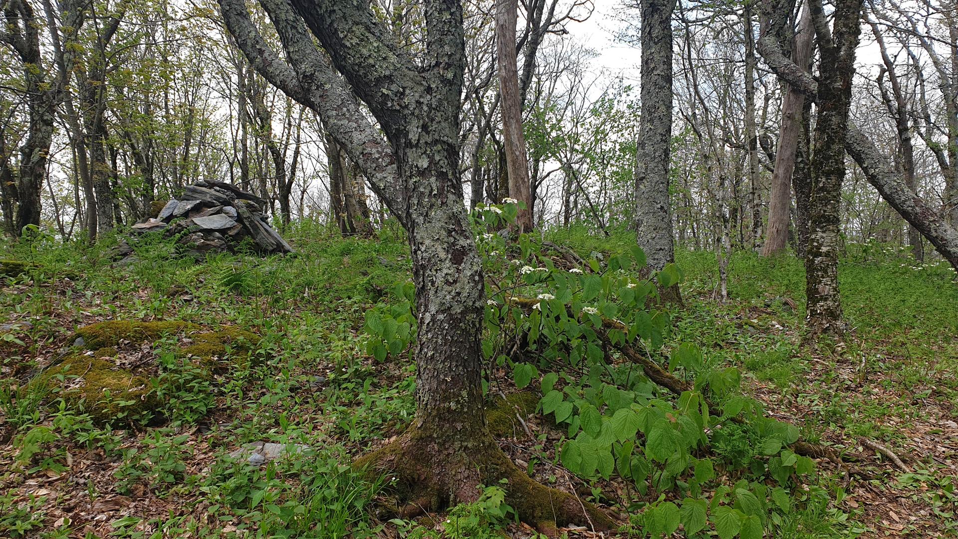 Woodland scene with trees, green undergrowth, and a stack of rocks.