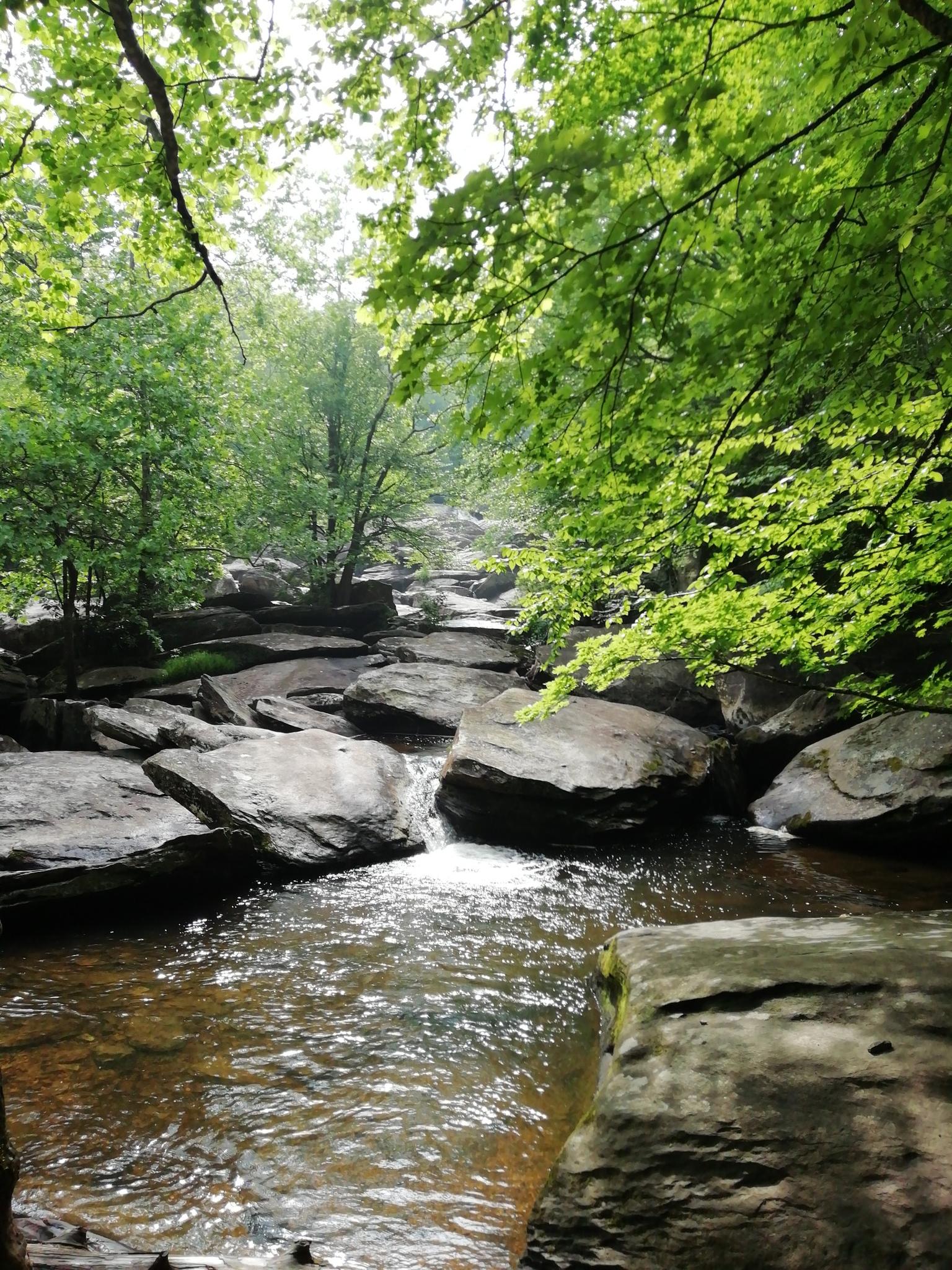 A sunlit stream cascades over dark rocks in a vibrant green forest.