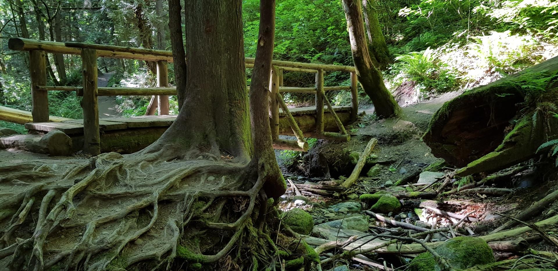Exposed tree roots and a wooden bridge in a sunlit forest.