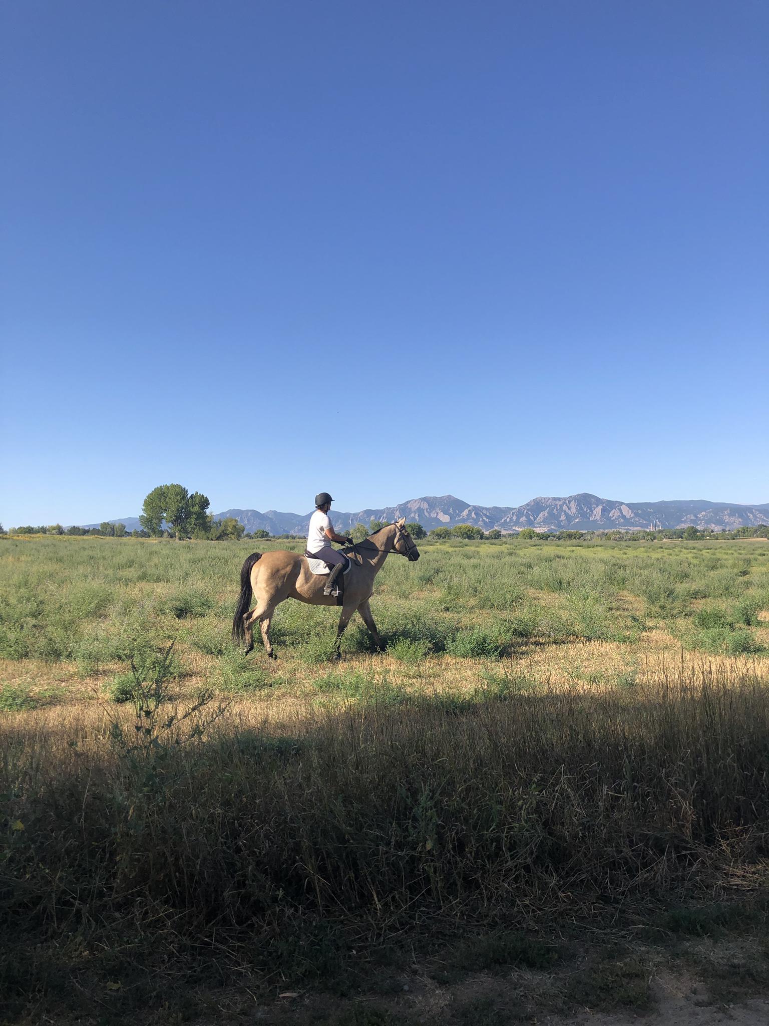 Person riding a horse through a sunny, grassy field with distant mountains.