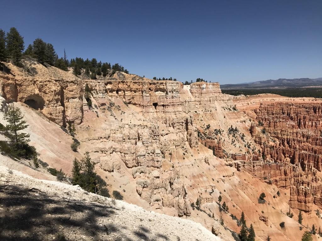 Sunny view of layered orange and white canyon walls with scattered pine trees.