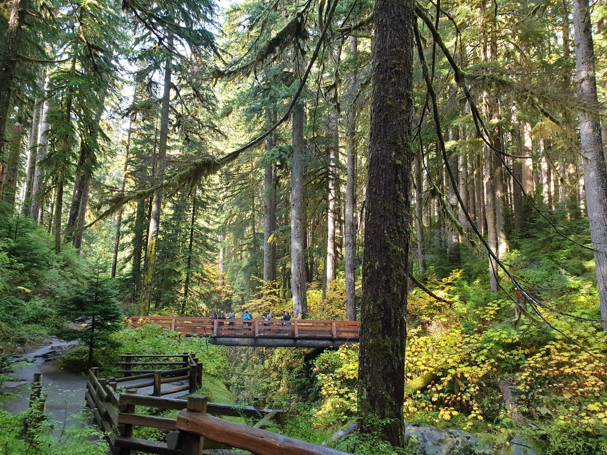 People on a wooden bridge in a sunlit, dense forest with tall trees. - Sol Duc Falls Nature Trail