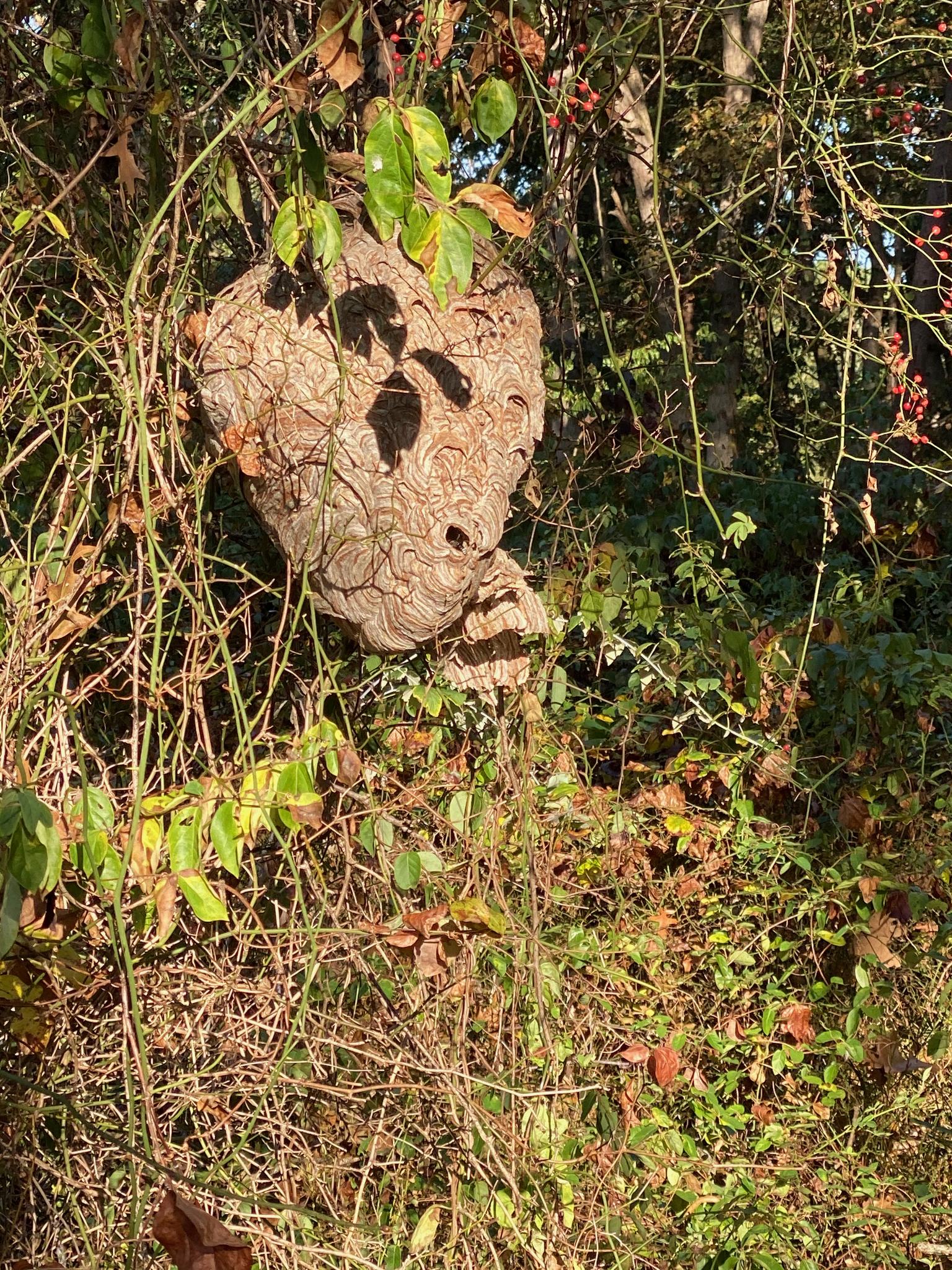A large, intricate wasp nest hangs within dense green and brown foliage.