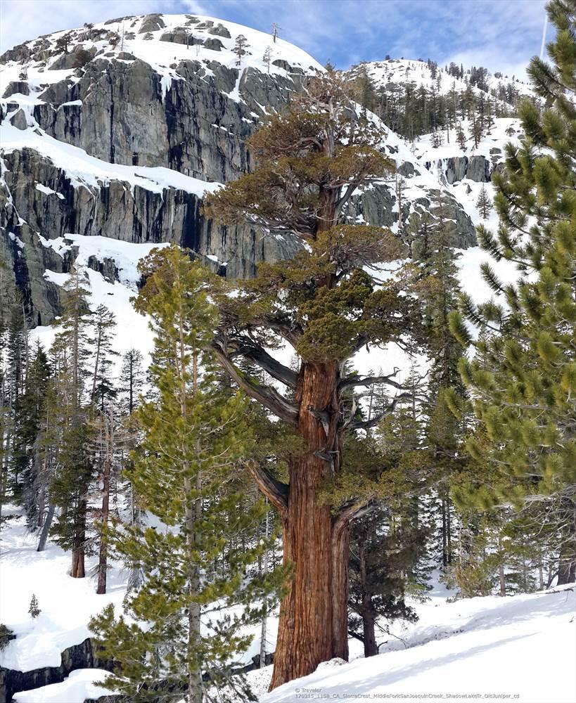 A large pine tree stands in deep snow before a rocky, snowy mountain.