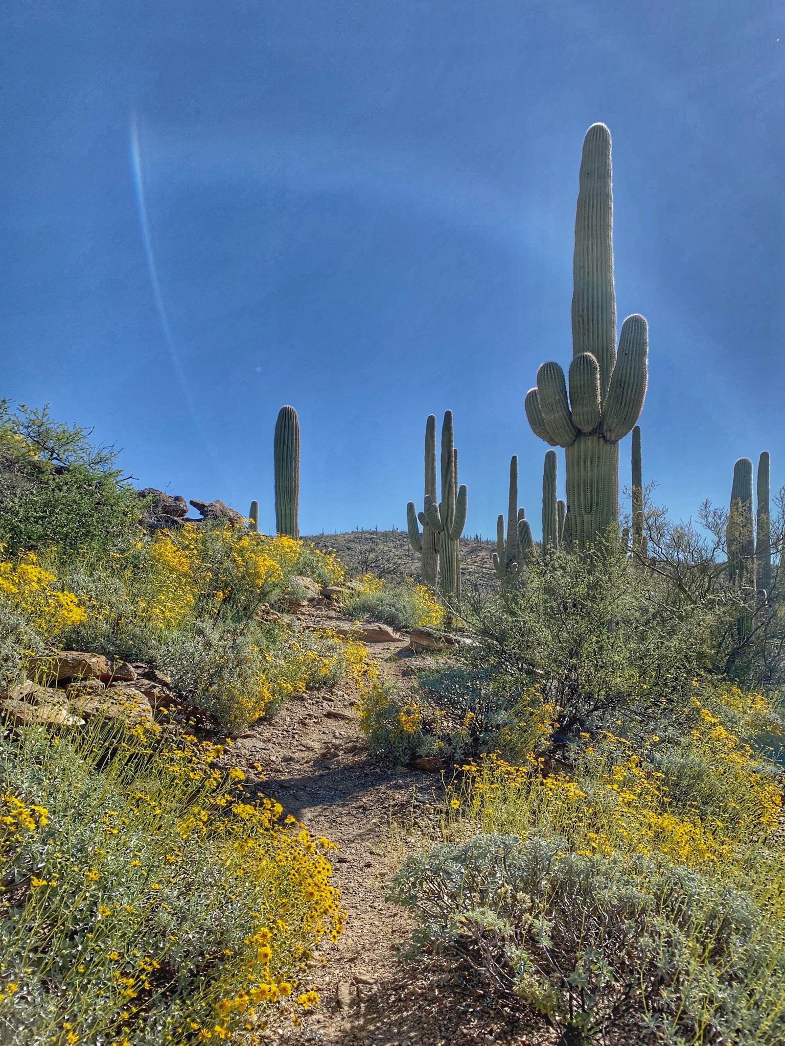 Desert trail lined with yellow wildflowers and tall saguaro cacti under bright sun.