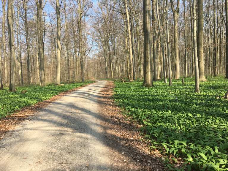 Kerstlingeröder Feld: Mountainbike-Touren und -Trails | komoot