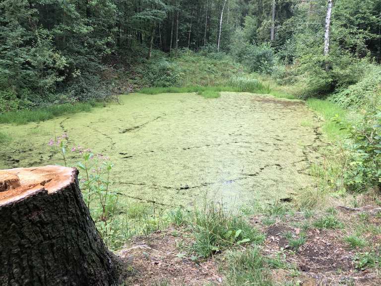 Sieben Teiche MountainbikeTouren und Trails komoot