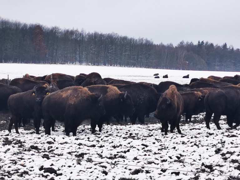 Bisongehege Stangerode (HWN 86) – Wander- & Radrouten | Komoot