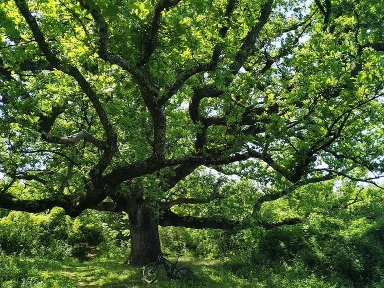 Old Tree (100+ year old Oak Tree) - Mountain Bike Trails & Tracks | Komoot