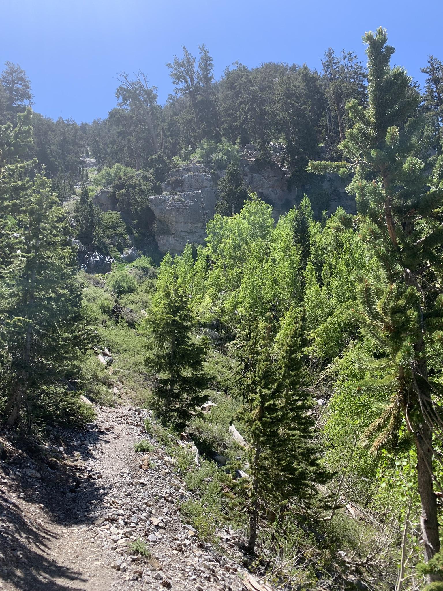 Sunny dirt path winding through a lush green, rocky forested hillside.