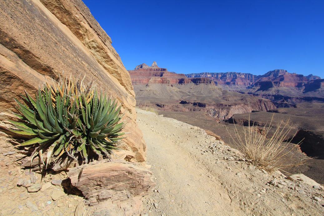 Desert plants beside a dirt trail with a vast canyon in bright sunlight.