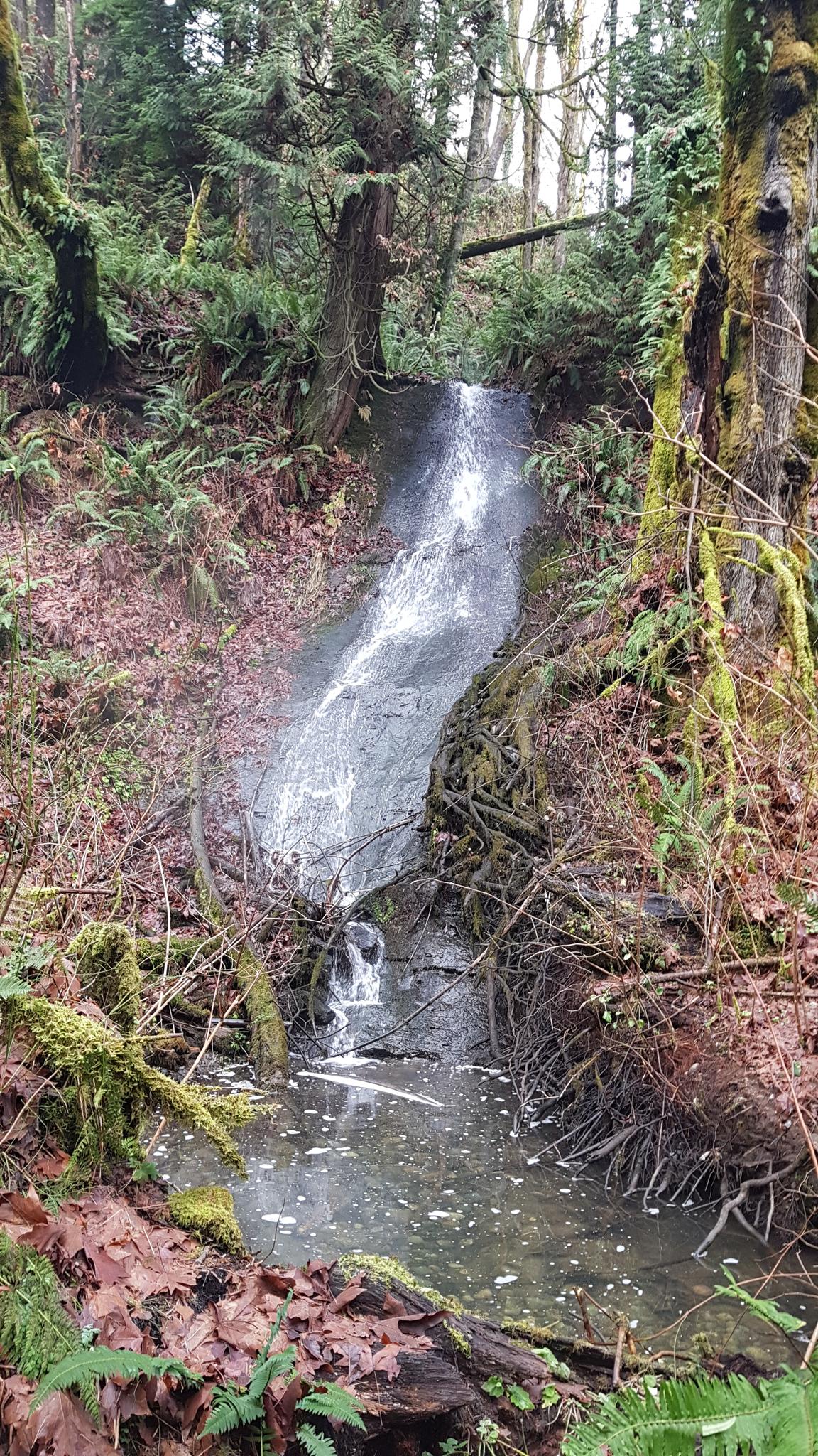 Small waterfall cascading into a stream in a lush, green forest.