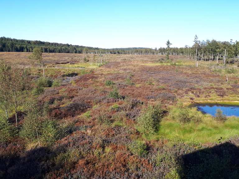 Hochmoor Mecklenbruch: Mountainbike-Touren und -Trails | komoot