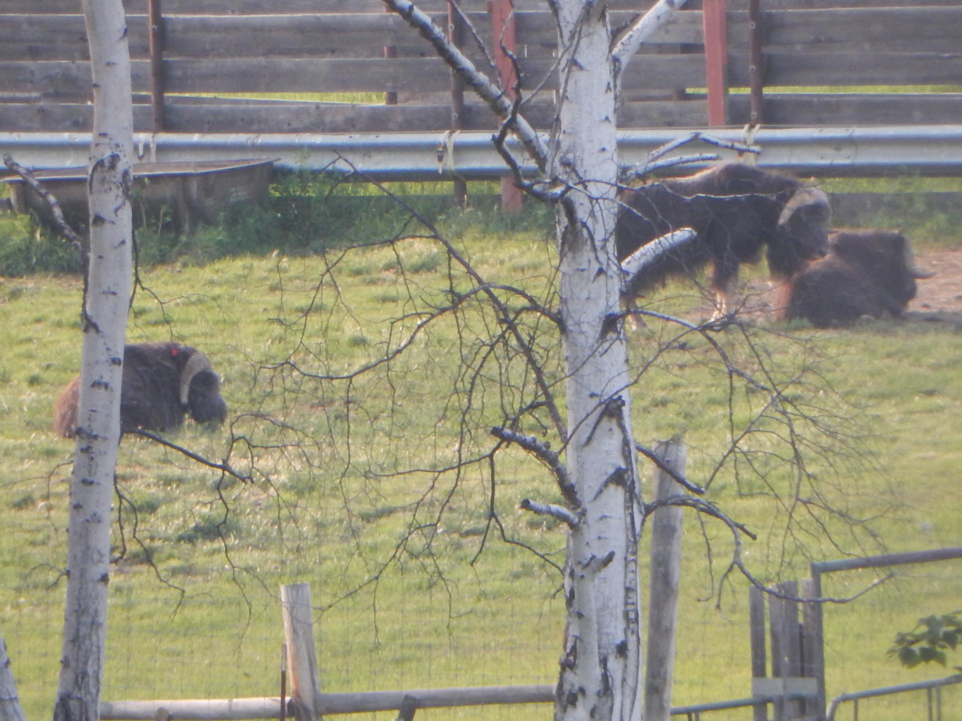 Two dark, shaggy animals graze in a sunny, fenced, grassy enclosure.