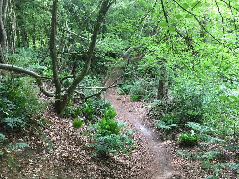 Friston Forest MTB trails - Mountain Bike Trails & Tracks | Komoot