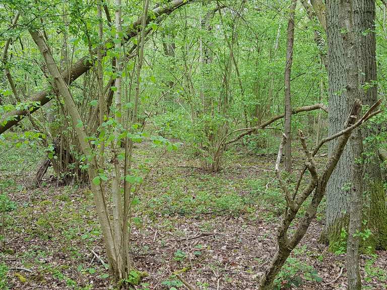 Grafton Woods (Nature Reserve) Routes for Walking and Hiking Komoot