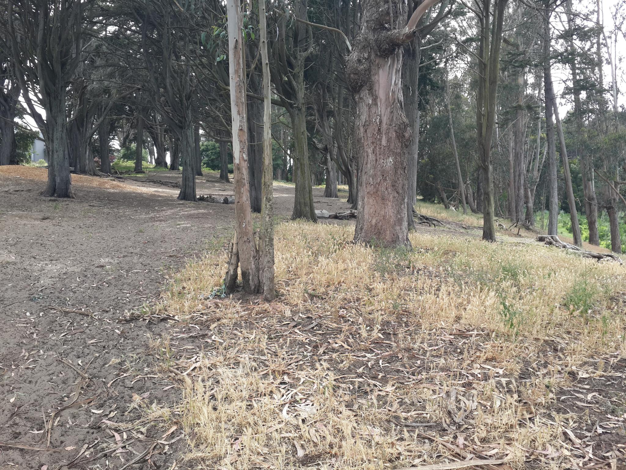 Forest floor with many tree trunks and dry undergrowth on a cloudy day.