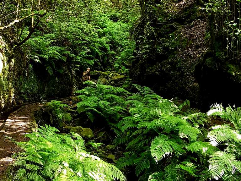 Levada dos Cedros Wanderungen und Rundwege komoot