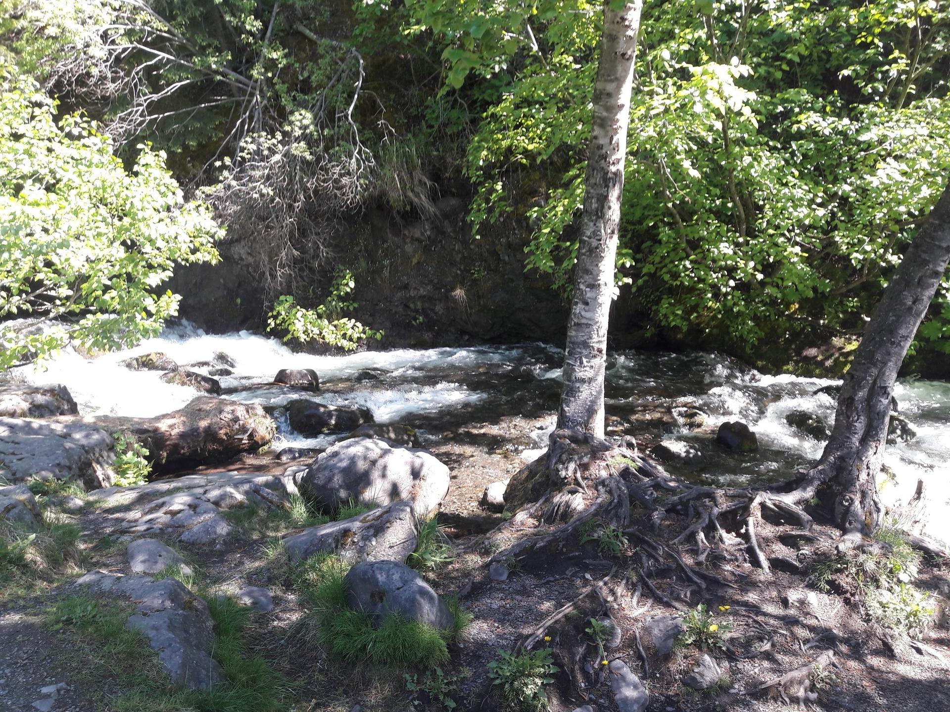 Sunlit stream flowing over rocks, surrounded by green trees and exposed roots.