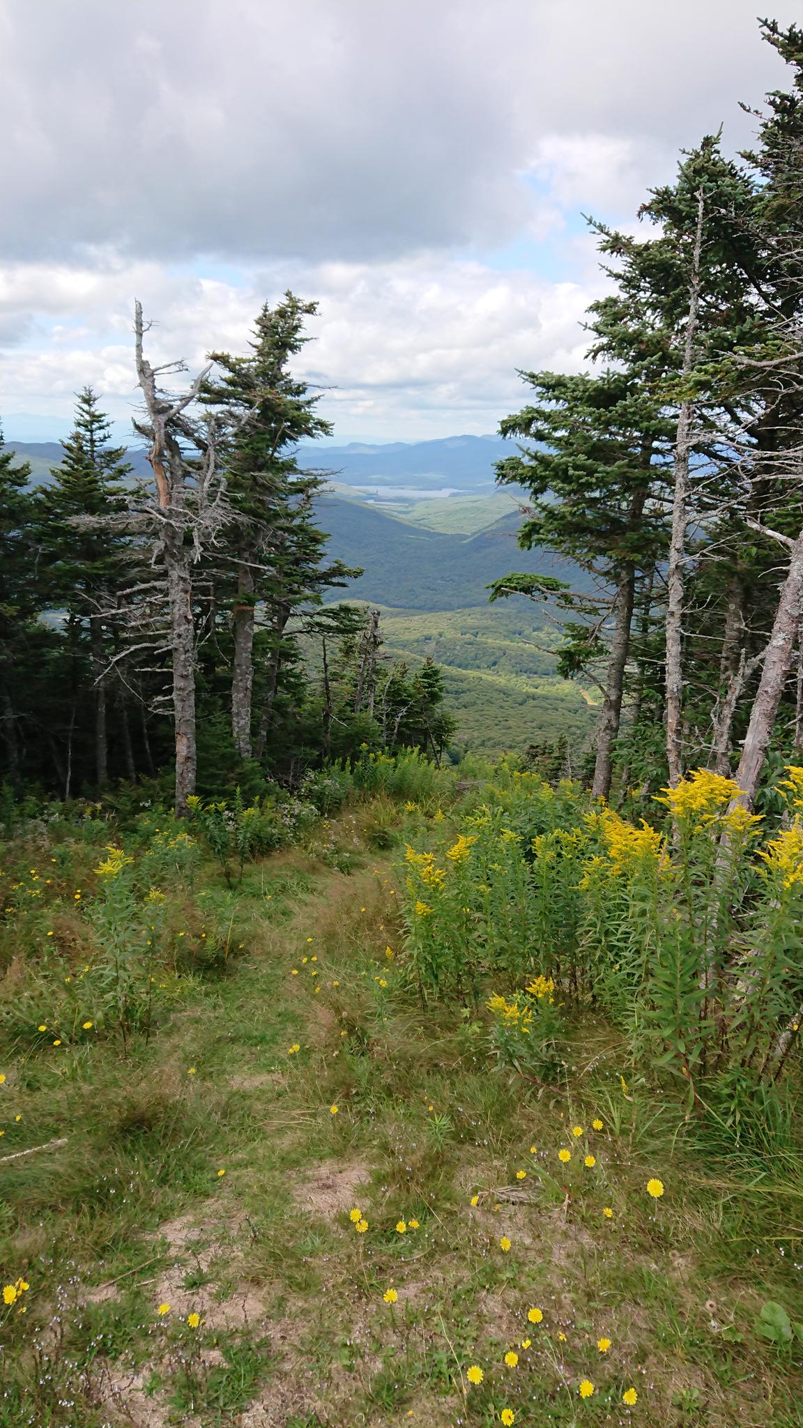 Mountain vista with a path, yellow flowers, evergreen trees, and cloudy sky.