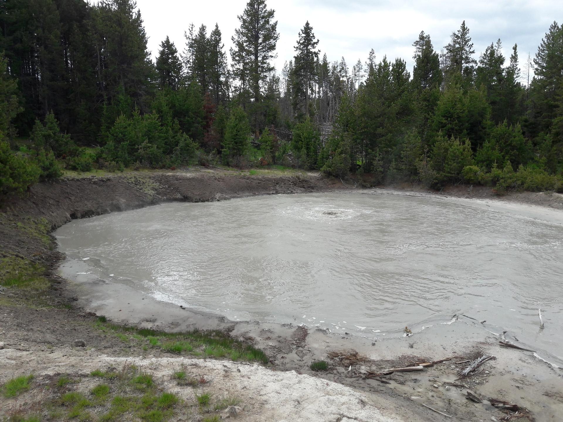 A bubbling gray mud pot surrounded by dark green pine trees.