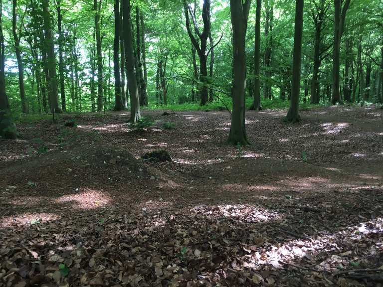 friston forest cycling